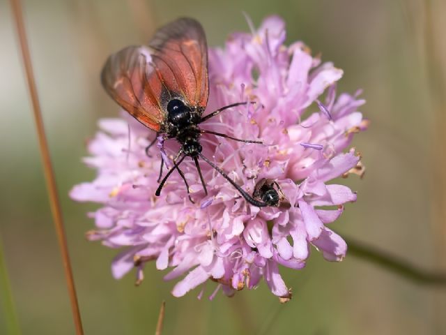 Zygaenidae: Zygaena sp., femmina